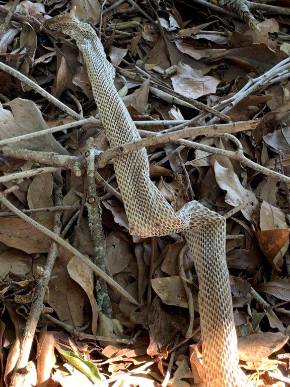 Marietta snake skin