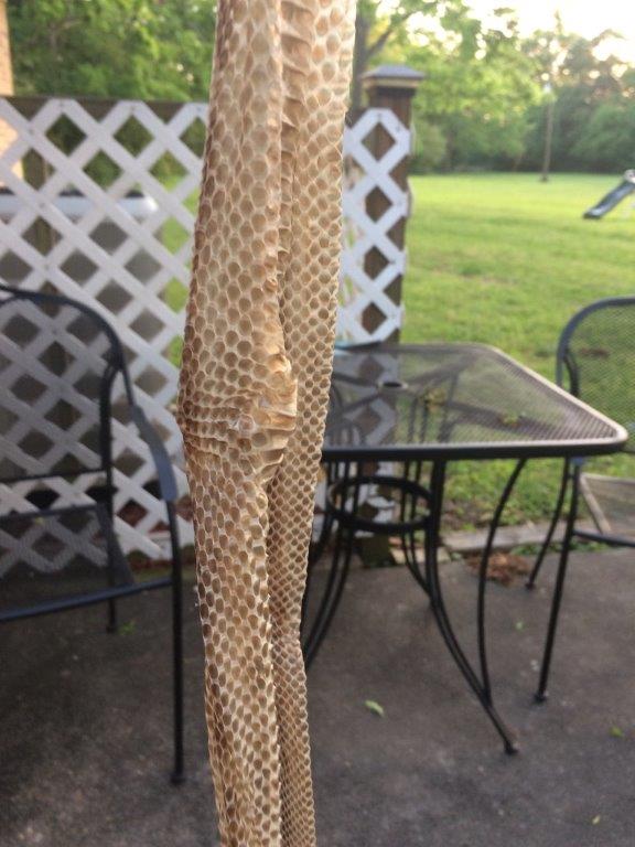 Marietta snake skin