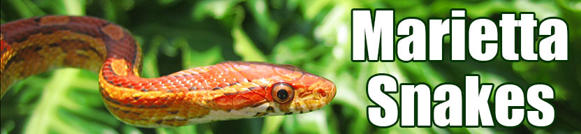 Marietta snake