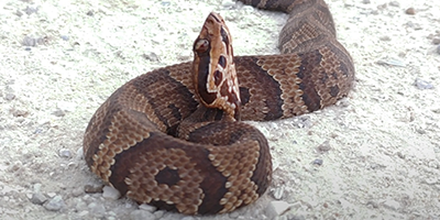 Marietta snake