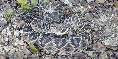 Marietta snake