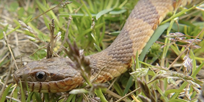 Marietta snake
